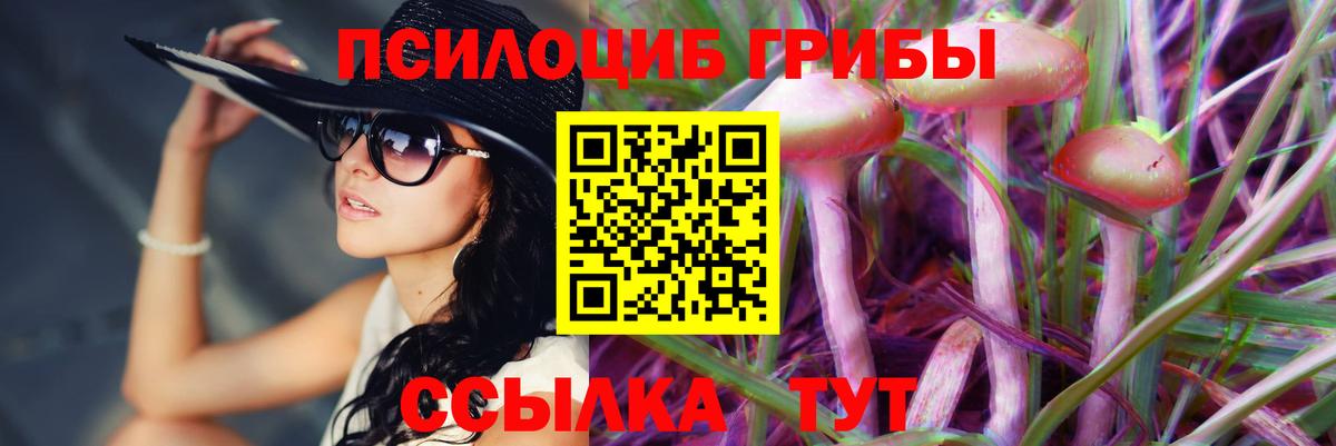 Галлюциногенные грибы Psilocybe Королёв